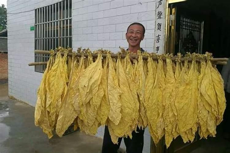 种烤烟用什么肥料好？