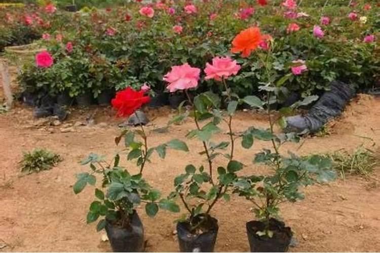 菜地里种菜小妙招