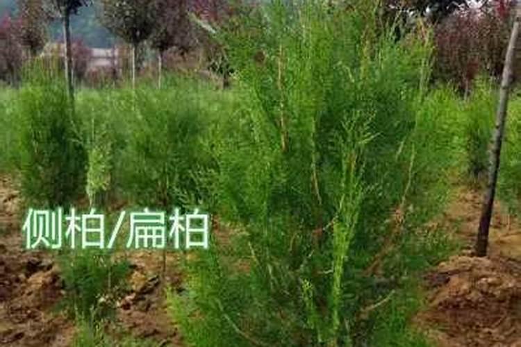 侧柏如何施肥
