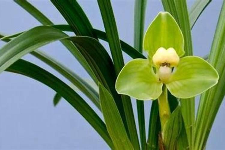 刚移植兰花怎么时候下肥