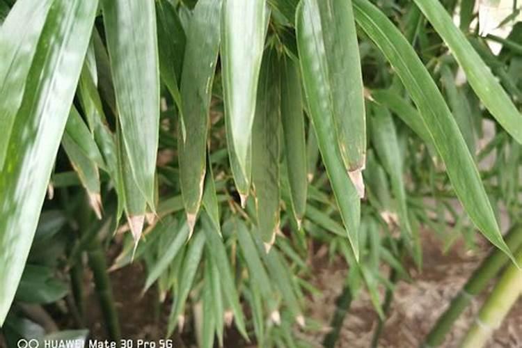 磷肥可以兑水浇花吗 磷肥对花卉的作用是什么