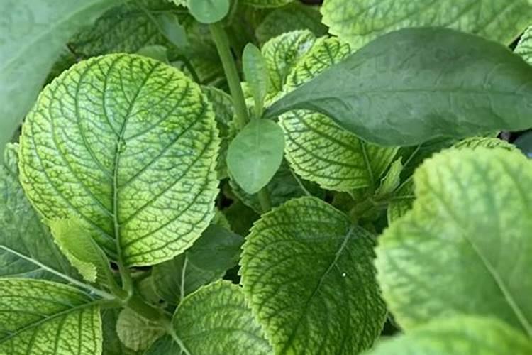 矿源黄腐酸钾可以和枯草芽孢杆菌一起混用吗？