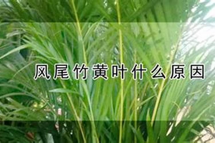 凤尾竹的养殖方法和注意事项