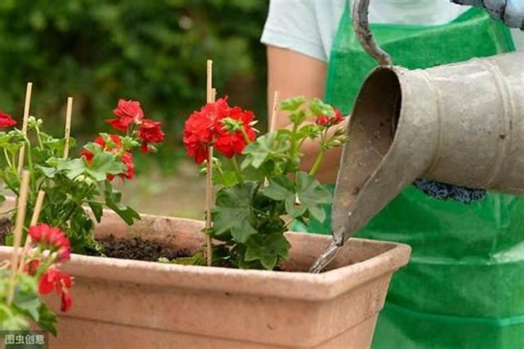 杜鹃花肥制作与使用方法