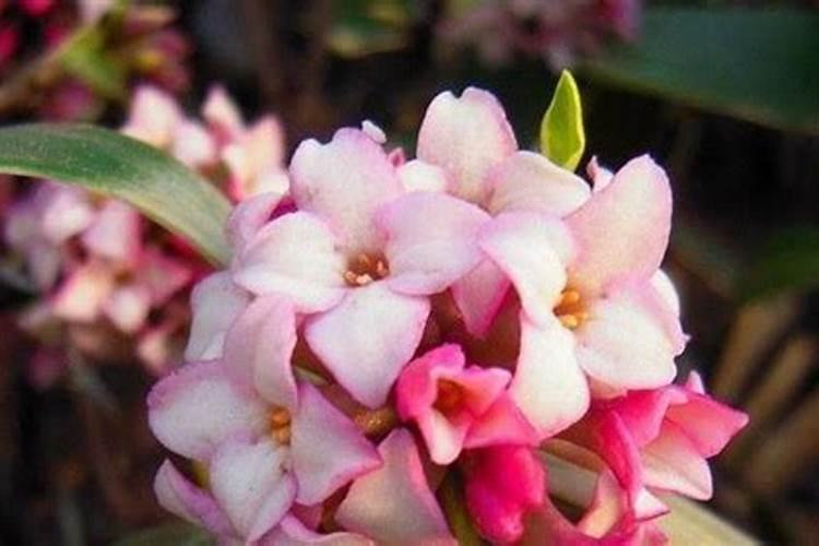 瑞香施什么肥料,生长期可追施氮肥或有机肥