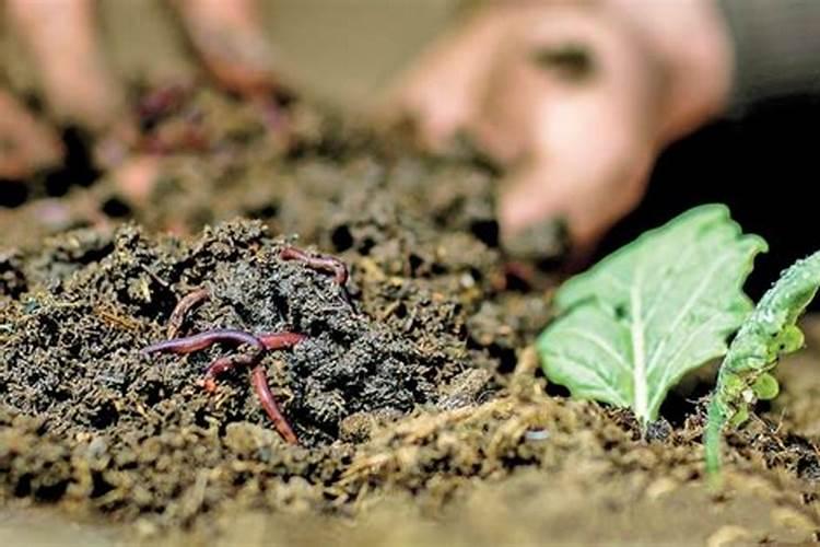 蚯蚓粪对作物连作障碍抑制作用研究进展
