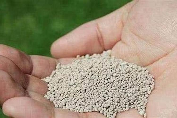 瑞香施什么肥料,生长期可追施氮肥或有机肥