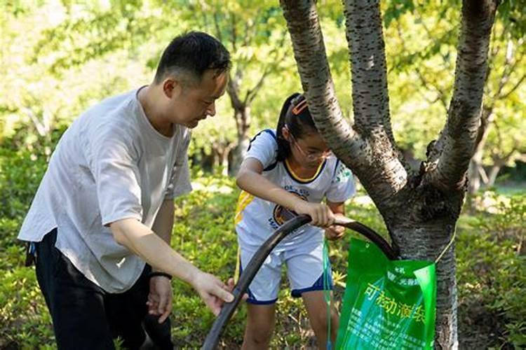 幸福树秋天怎么浇水施肥