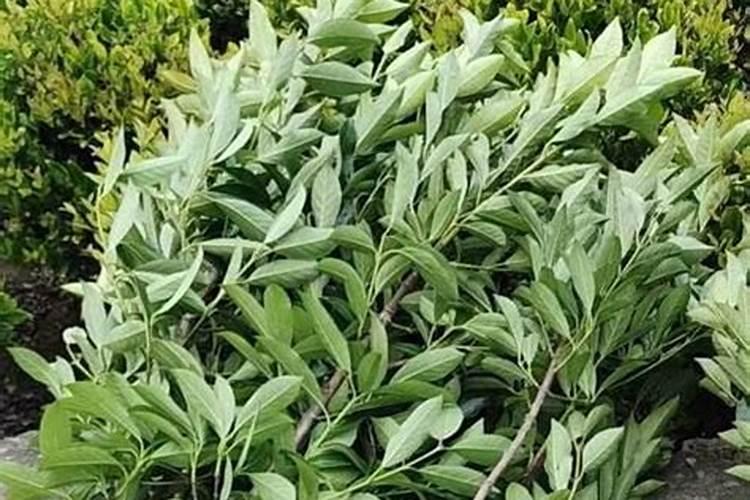茶树防虫用什么农药