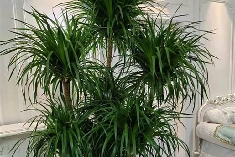 河北有种植樱花的基地吗？