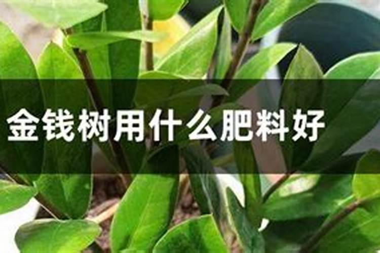 怎样使金钱树叶子更绿