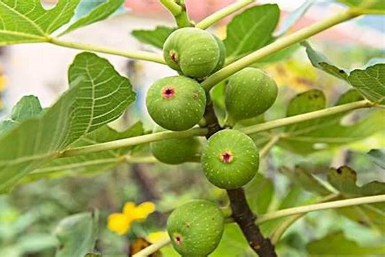 无花果用什么肥料