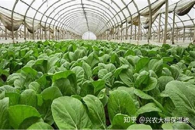 西瓜用什么肥料好