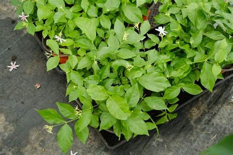 盆栽茉莉花怎么施肥