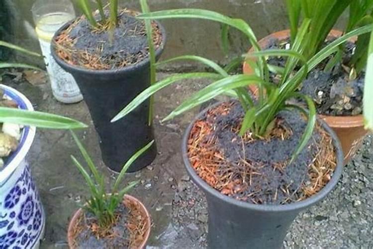 氮肥在家怎么种植的 简单的家庭自制氮肥