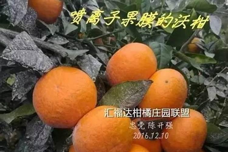 沃柑为什么喷石灰水沃柑喷石灰水的用途是什么