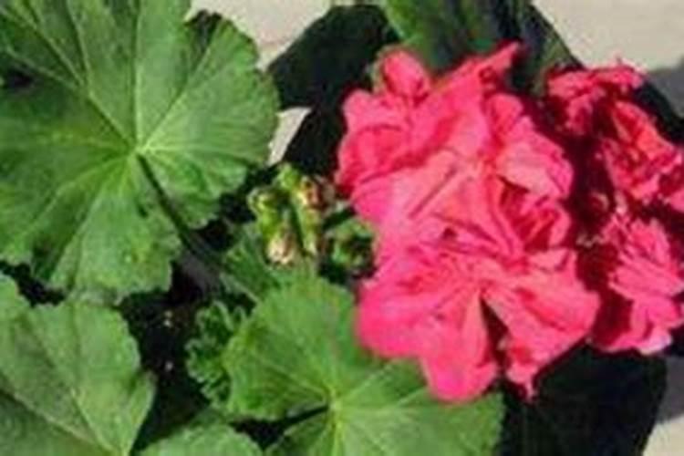 油菜什么时候施硼肥最好