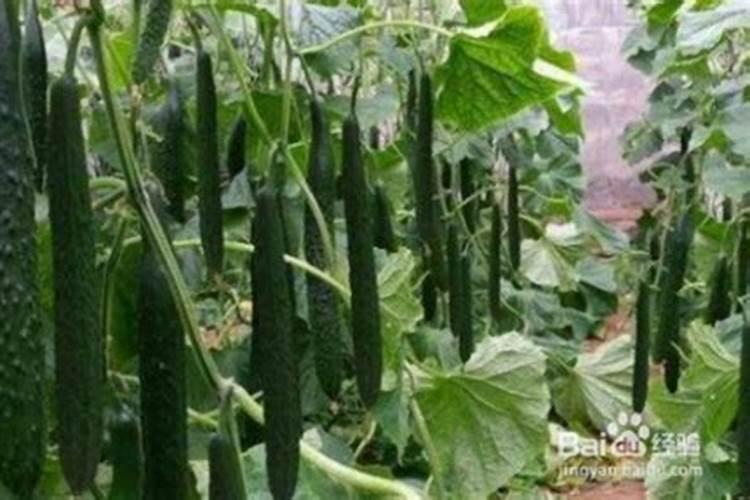 黄瓜追什么肥最好