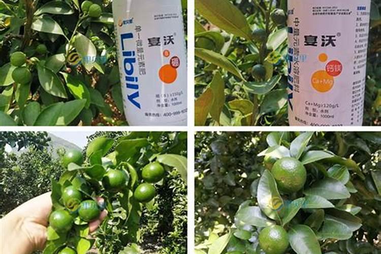 荔枝施什么肥料最好