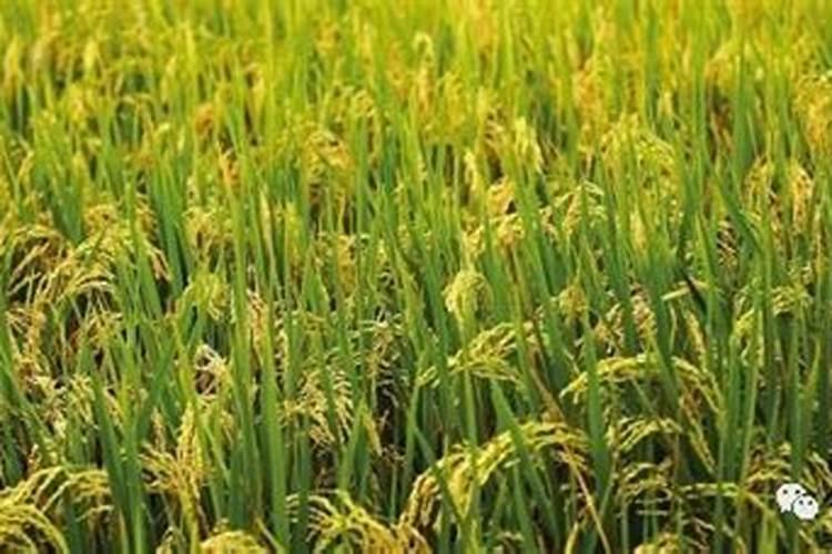 荔枝施什么肥料最好