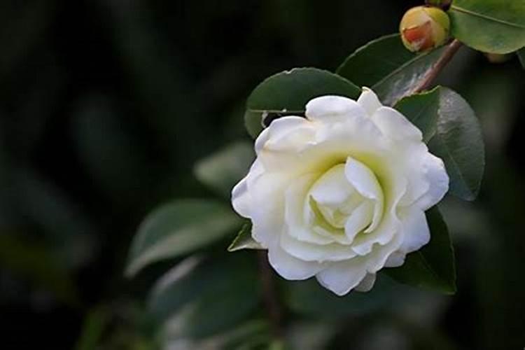茶花树多少天浇一次水