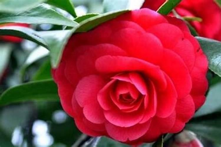 茶花树的养殖方法和注意
