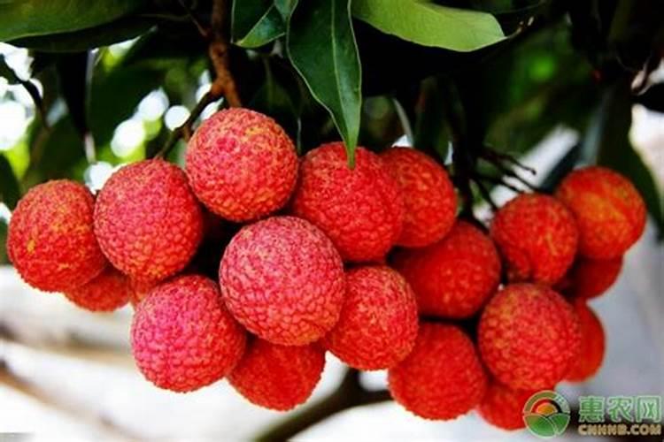 荔枝用什么冲施肥好？荔枝一次冲施多少肥料？荔枝膨果防裂用金泰靓