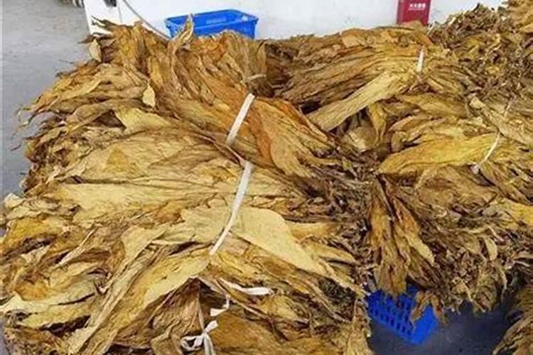 烤烟种植技术与方法