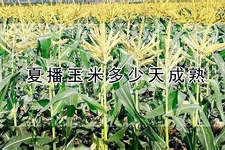 玉米什么时间施硼肥好