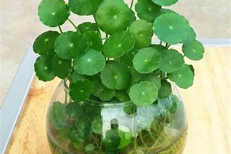 水培铜钱草水里要放什么肥料