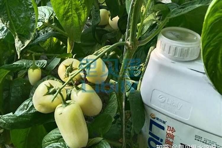 水溶肥能做底肥吗