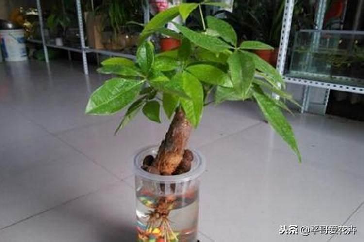 怎样使发财树叶子更绿
