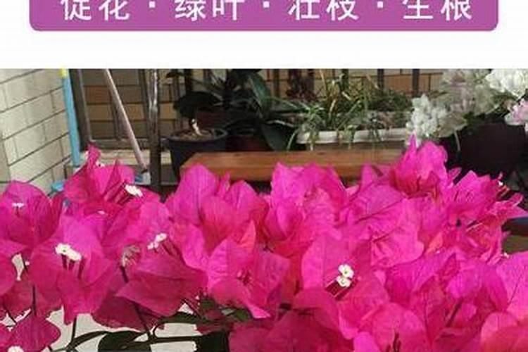 黄腐酸钾过量使用危害