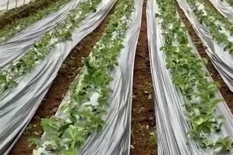 草莓施肥时间和方法