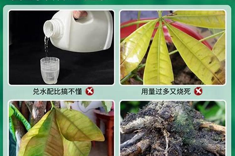 发财树用什么肥料最好