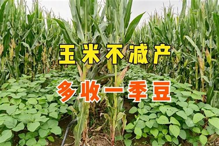 辣椒开花时施什么肥最好