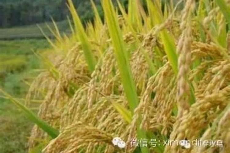 给蔬菜施用磷肥时,都有哪些讲究呢？