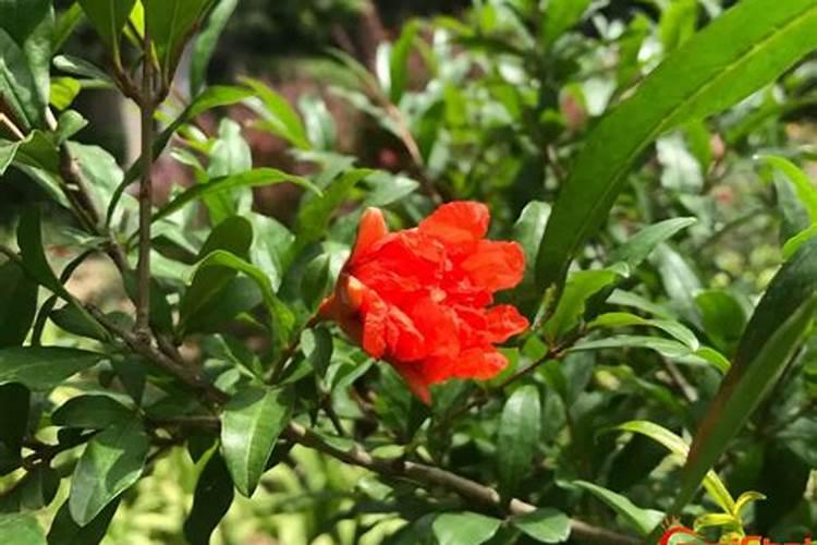 石榴开花不结果怎么办？