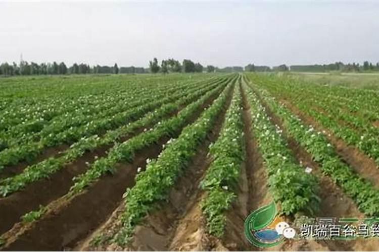 土豆出苗后施什么肥好