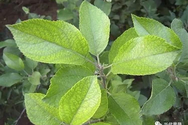 苹果树补钙的叶面肥有哪些苹果树叶面肥一年喷几次都喷什么肥