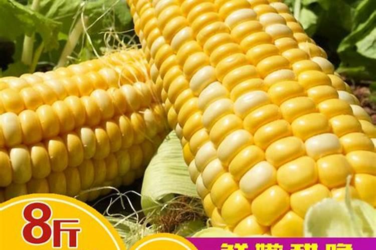 什么牌子的玉米专用肥最好？