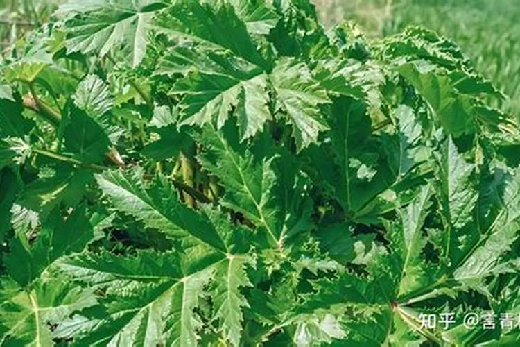 白芷的种植方法及条件