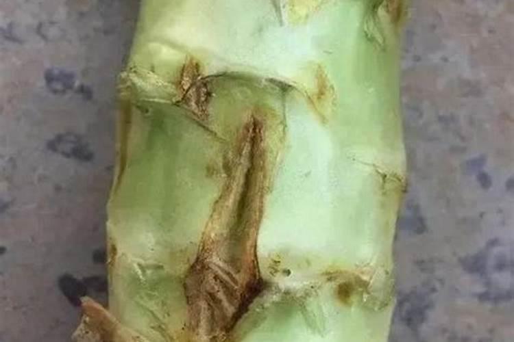 种植莴苣须知,哪些化肥有利于蔬菜长茎干呢？