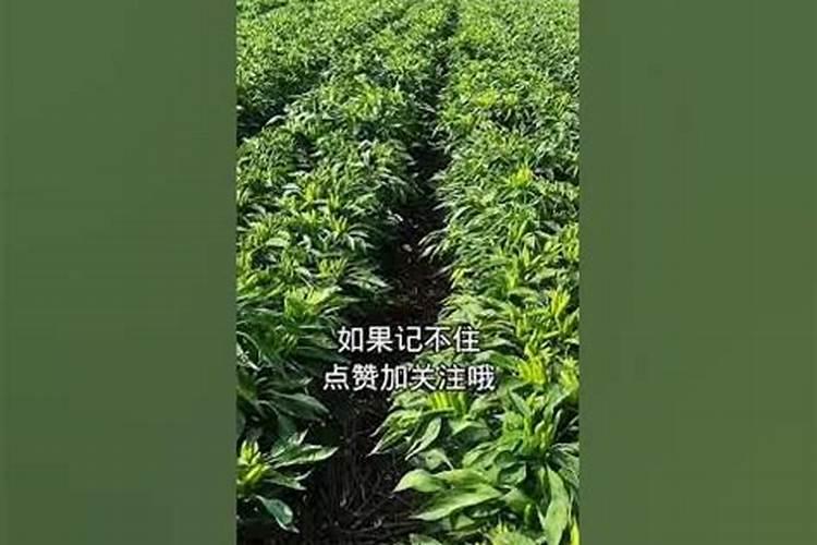 二斤红糖顶一袋化肥？一亩地节省成本上百元,伪科学为何能横行？
