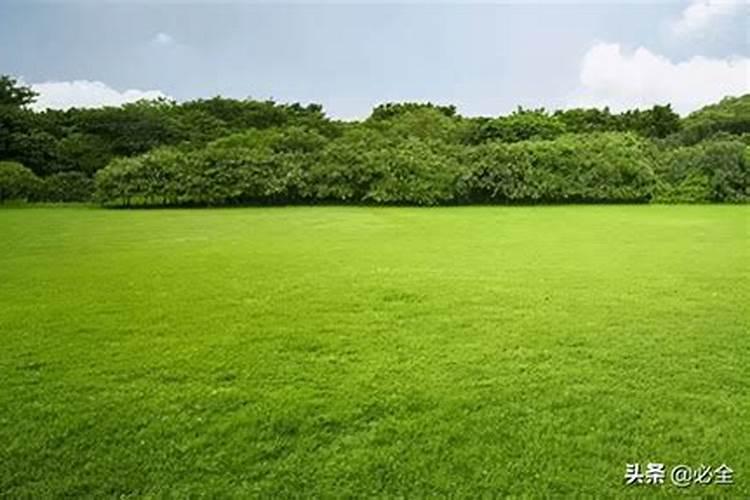 草坪夏天可以施肥吗