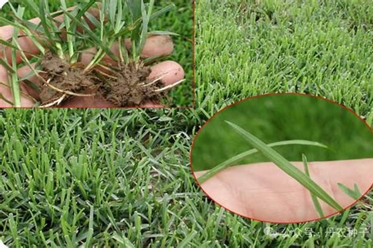 冷地型草坪枯萎病的防治