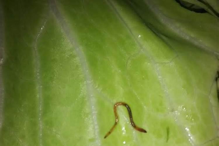 小白菜长虫厌怎么处理？