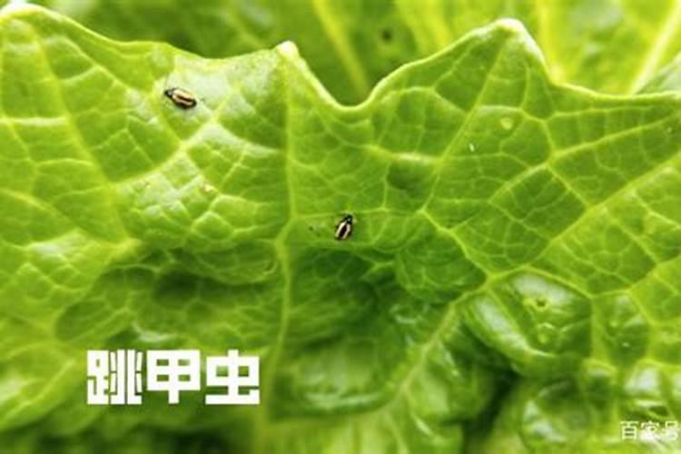 氨基酸水溶肥与那个芸苔素能打白菜吗？