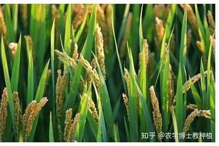 尿素和硝酸铵钙哪个肥效期长