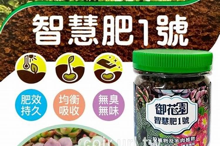 多肉植物一般用什么肥